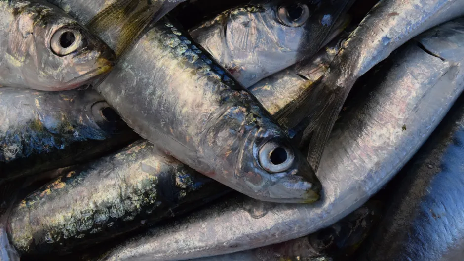 Rubrik_Wasser___Meere_Fische_c._Pixabay_sardines-1460679_1920